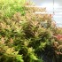 ADA TISSUE CULTURE - ROTALA MACRANDRA 'GREEN' (CUP SIZE: TALL) - IC038