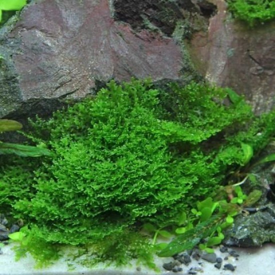 ADA TISSUE CULTURE PLANT - MINI PELLIA (RICCARDIA CHAMEDRYFOLIA) (CUP SIZE: SHORT) - IC821