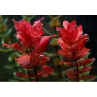 ADA TISSUE CULTURE - ROTALA MACRANDRA (CUP SIZE: TALL) - IC010 ADA TISSUE CULTURE - ROTALA MACRANDRA (CUP SIZE: TALL) - IC010