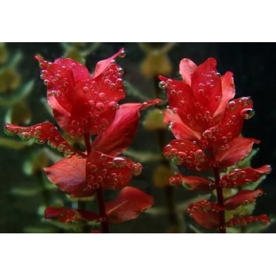 ADA TISSUE CULTURE - ROTALA MACRANDRA (CUP SIZE: TALL) - IC010