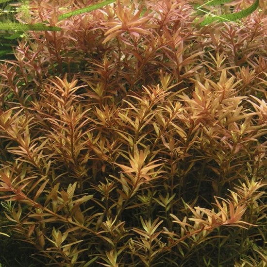 ADA TISSUE CULTURE - ROTALA ROTUNDIFOLIA (CUP SIZE: TALL) - IC024