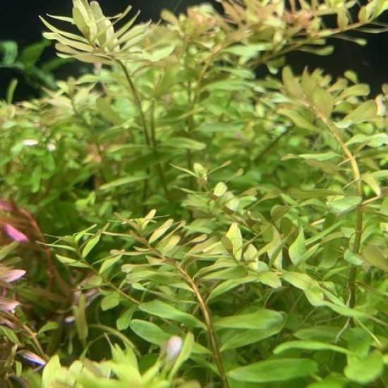 ADA TISSUE CULTURE - ROTALA SP  CEYLON  (CUP SIZE: TALL) - IC439