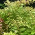 ADA TISSUE CULTURE - ROTALA SP 'CEYLON' (CUP SIZE: TALL) - IC439