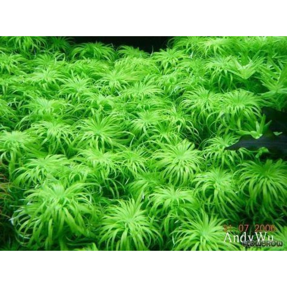 IC808 ADA Tissue Culture - Peacock Moss (Taxiphyllum sp. 'Peacock) (cup  size: short)