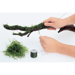 ADA MOSS COTTON ADA MOSS COTTON