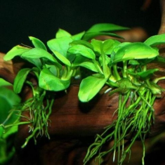 ADA TISSUE CULTURE-ANUBIAS NANA PETITE (CUP SIZE: SHORT) - IC055