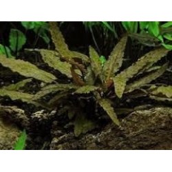 ADA TISSUE CULTURE - CRYPTOCORYNE WENDTII 'BROWN' (CUP SIZE: SHORT) - IC094
