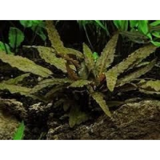 ADA TISSUE CULTURE - CRYPTOCORYNE WENDTII  BROWN  (CUP SIZE: SHORT) - IC094