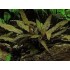 ADA TISSUE CULTURE - CRYPTOCORYNE WENDTII 'BROWN' (CUP SIZE: SHORT) - IC094