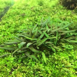 ADA TISSUE CULTURE - CRYPTOCORYNE LUCENS (CUP SIZE: SHORT) - IC091
