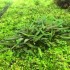 ADA TISSUE CULTURE - CRYPTOCORYNE LUCENS (CUP SIZE: SHORT) - IC091