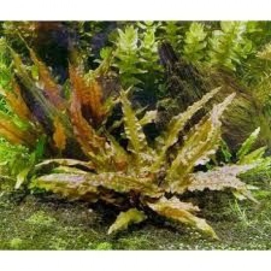 ADA TISSUE CULTURE - CRYPTOCORYNE WENDTII "TROPICA" (CUP SIZE: SHORT) - IC095