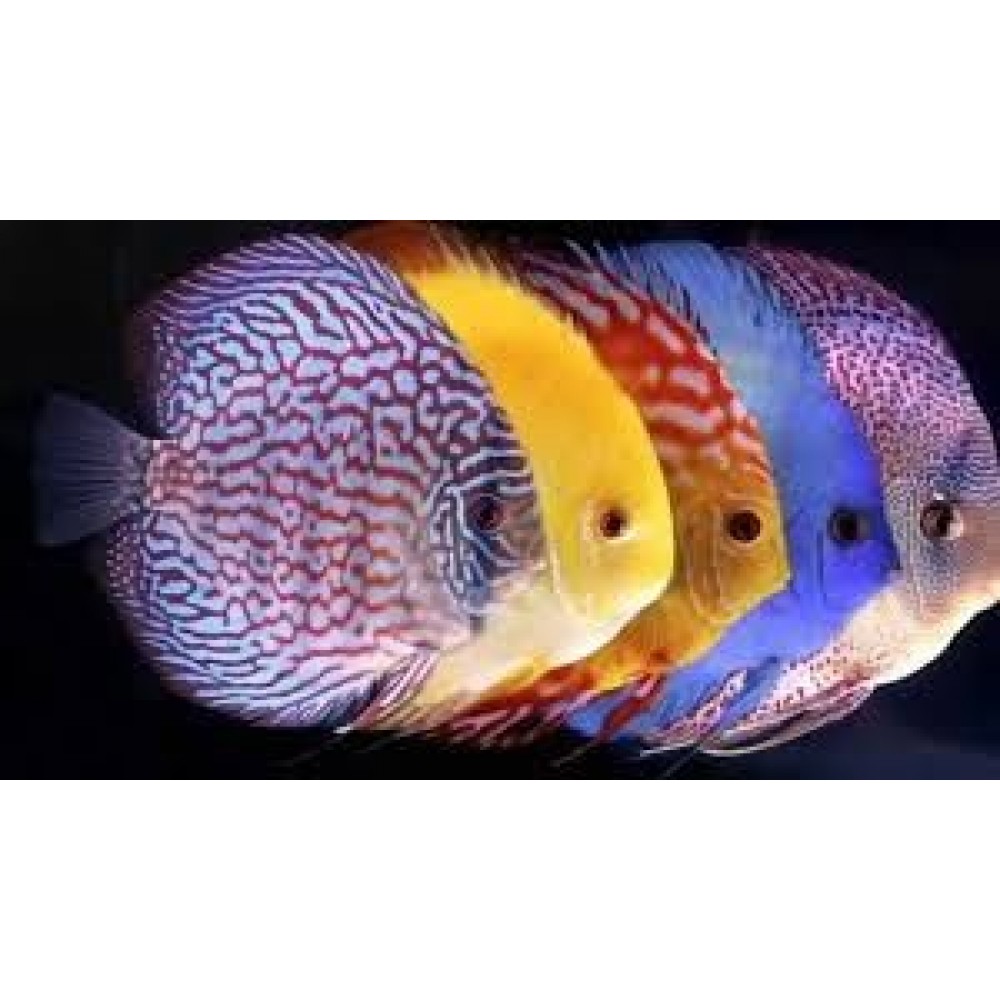 Discus tropical outlet fish for sale