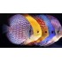 ASSORTED DISCUS FISH