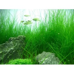 ADA TISSUE CULTURE PLANT - ELEOCHARIS ACICULARIS (CUP SIZE: TALL) - IC298