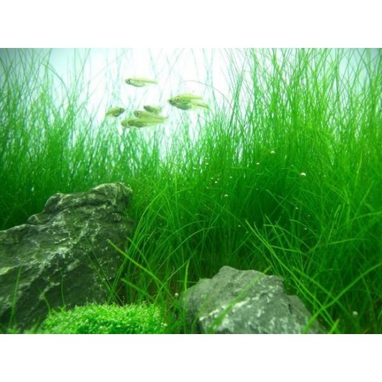 ADA TISSUE CULTURE PLANT - ELEOCHARIS ACICULARIS (CUP SIZE: TALL) - IC298