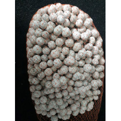 Hollow BIO Ceramic Ball - 1 Litre