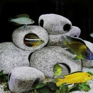 Hot Chichlid Stones Aquarium Ceramic Rock Cave Fish Tank Decoration - Model - 2 Hot Chichlid Stones Aquarium Ceramic Rock Cave Fish Tank Decoration - Model - 2