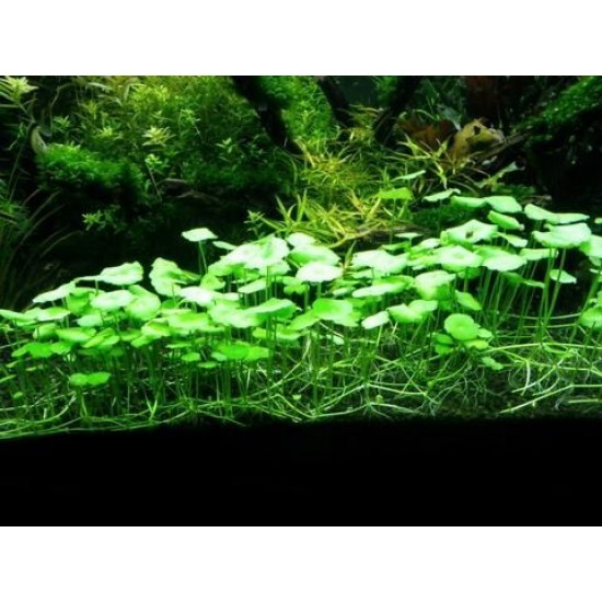 ADA TISSUE CULTURE - HYDROCOTYLE VERTICILLATA (CUP SIZE: SHORT) - IC015