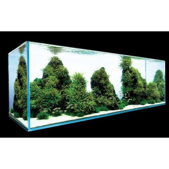 ADA TISSUE CULTURE - HYGROPHILA PINNATIFIDA (CUP SIZE: TALL) - IC202