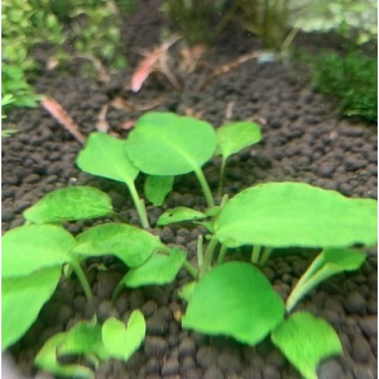 ADA TISSUE CULTURE - LAGENANDRA MEEBOLDII  GREEN  (CUP SIZE: TALL) - IC216