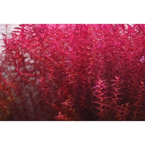 ADA TISSUE CULTURE - ROTALA MACRANDRA SP. MINI BUTTERFLY (CUP SIZE: TALL) - IC438