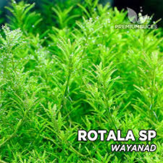 ADA TISSUE CULTURE - ROTALA SP.  WAYANAD  (CUP SIZE: TALL) - IC432