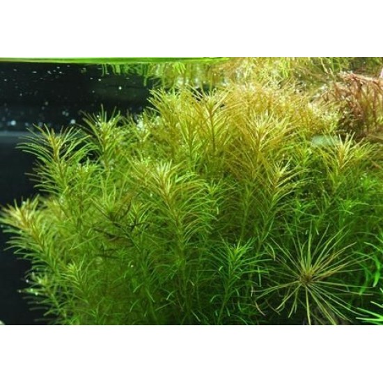 ADA TISSUE CULTURE - ROTALA "NANJENSHEN" (CUP SIZE: TALL) - IC400