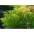 ADA TISSUE CULTURE - ROTALA "NANJENSHEN" (CUP SIZE: TALL) - IC400