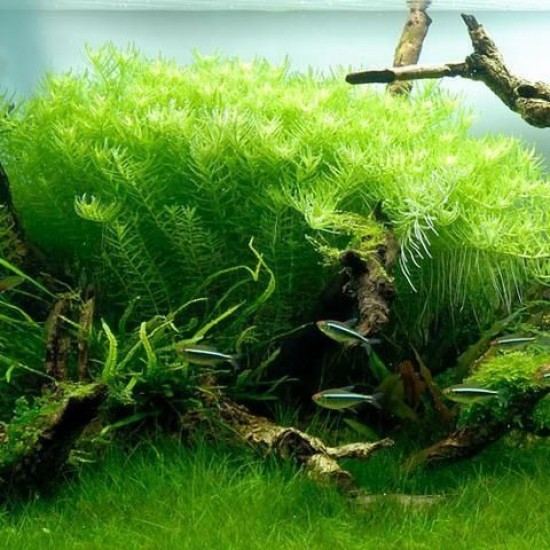 ADA TISSUE CULTURE - ROTALA ROTUNDIFOLIA GREEN (CUP SIZE: SHORT) - IC011