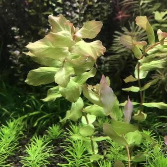 ADA TISSUE CULTURE - ROTALA SHIMOGA (CUP SIZE: TALL) - IC224