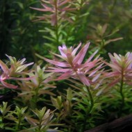 ADA TISSUE CULTURE - ROTALA SP 'PINK' (CUP SIZE: TALL) - IC039