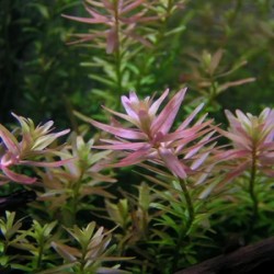 ADA TISSUE CULTURE - ROTALA SP 'PINK' (CUP SIZE: TALL) - IC039