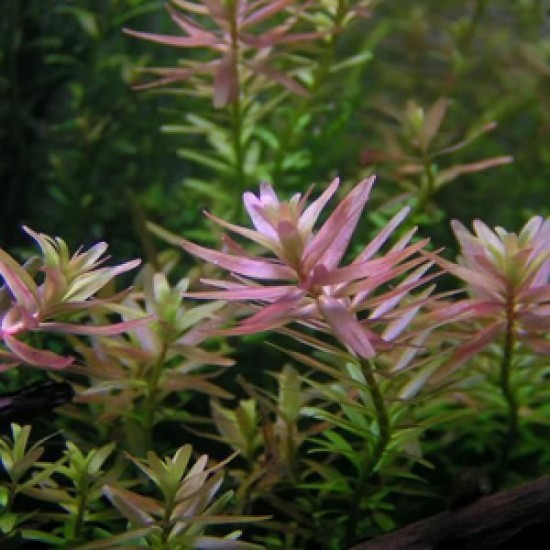 ADA TISSUE CULTURE - ROTALA SP  PINK  (CUP SIZE: TALL) - IC039