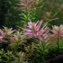 ADA TISSUE CULTURE - ROTALA SP 'PINK' (CUP SIZE: TALL) - IC039