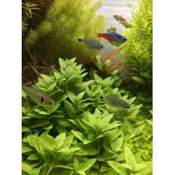 ADA TISSUE CULTURE PLANT - STAUROGYNE REPENS (CUP SIZE: TALL) - IC030