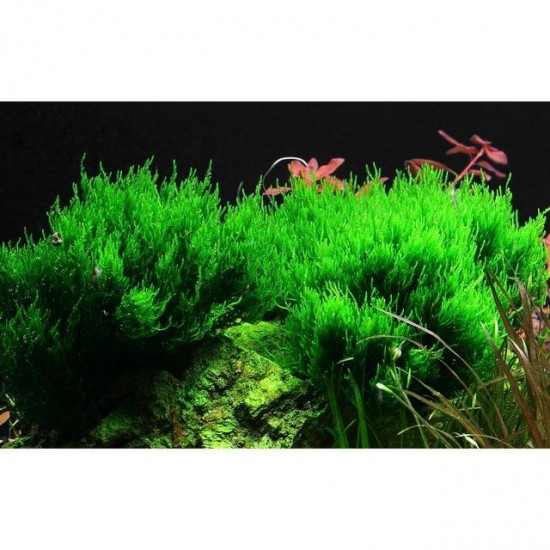 ADA TISSUE CULTURE - TAXIPHYLLUM SP  FLAME MOSS  (SUP SIZE: SHORT) - IC805