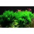 ADA TISSUE CULTURE - TAXIPHYLLUM SP 'FLAME MOSS' (SUP SIZE: SHORT) - IC805